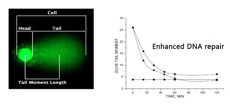 Enhanced DNA repair.jpg